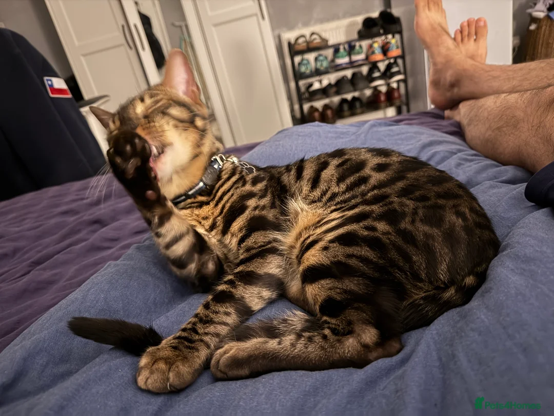 Bengal cats for stud: Stunning Bengal for stud - Advert 18