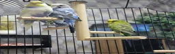 Budgerigars birds for sale: Budgies, Cage and extras in Leeds - Advert 1