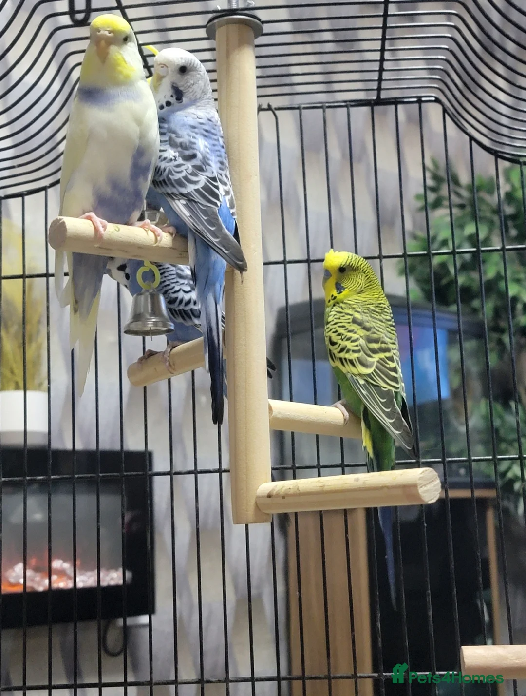 Budgerigars birds for sale: Budgies, Cage and extras in Leeds - Advert 1