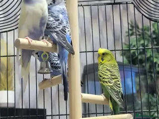 Budgerigars birds Budgies, Cage and extras - Advert 1