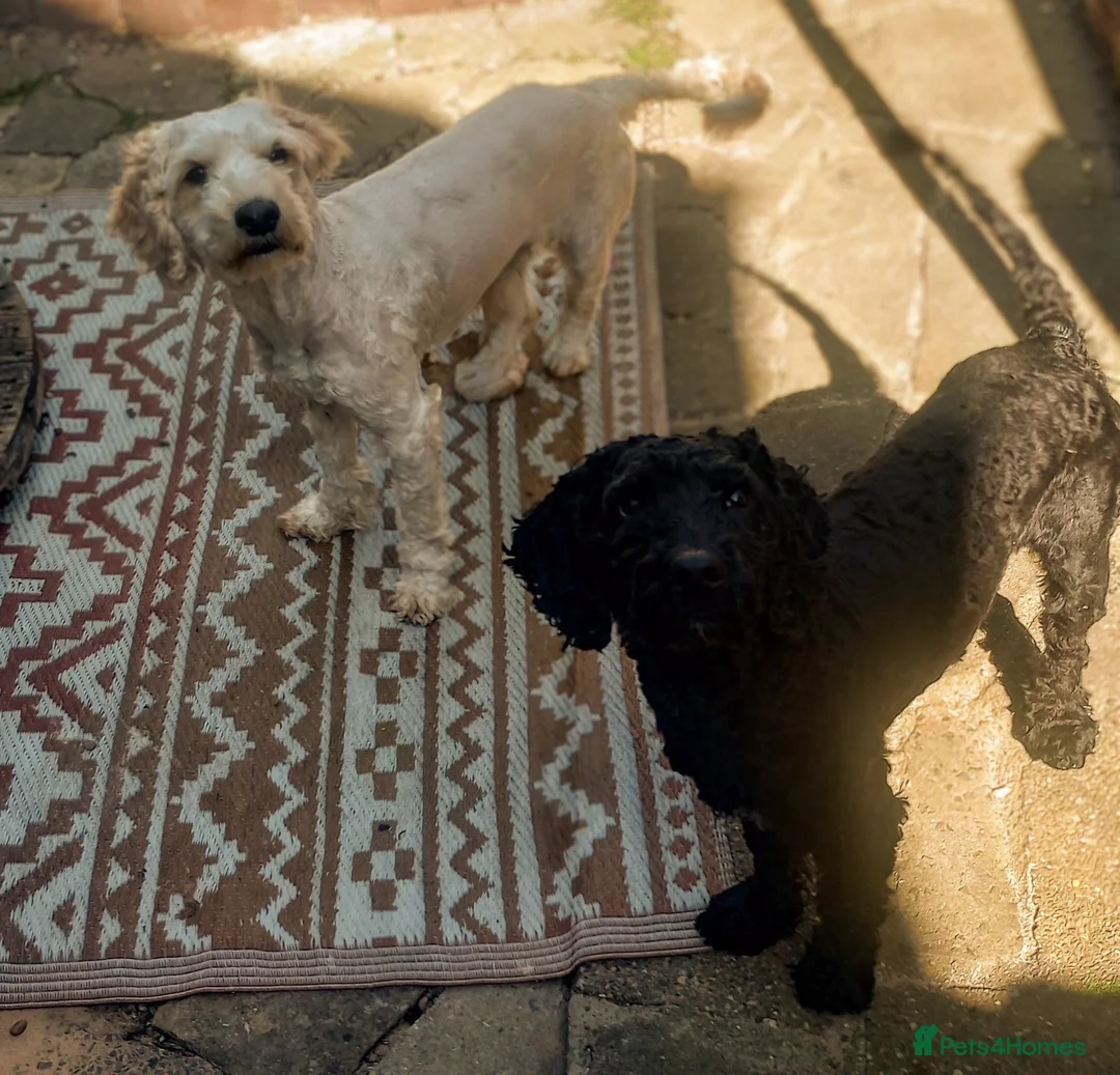 Cockapoo dogs for sale: High Energy Cockerpoos in Cleethorpes - Advert 1