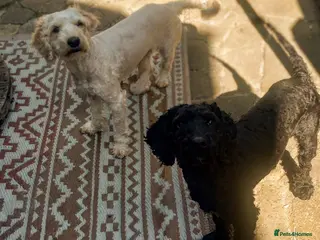 Cockapoo dogs High Energy Cockerpoos - Advert 18