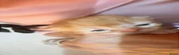 Persian cats for sale: Kittens EXOTIC LONG HAIR PERSIAN DOLL FACE - Advert 3