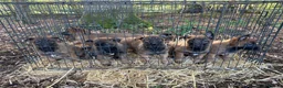 German Shepherd dogs for sale: Beautiful Malinois puppies for sale  in Lincoln - Advert 1