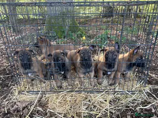 German Shepherd dogs Beautiful Malinois puppies for sale - Advert 2