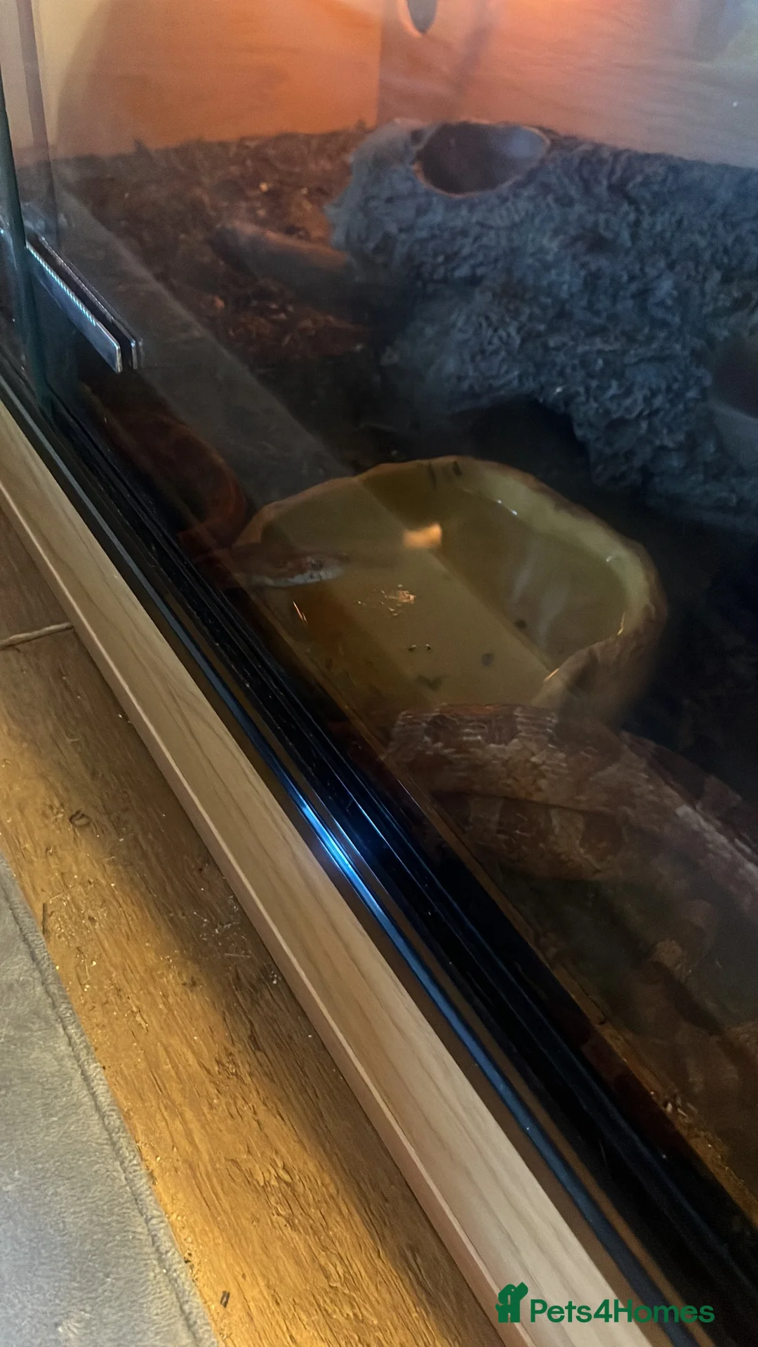 Corn Snake reptiles for sale: Corn snake - Advert 2