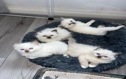 Ragdoll cats for stud: PROVEN GCCF Active Ragdoll Stud Dilute Lilac Genes in Manchester - Image 20