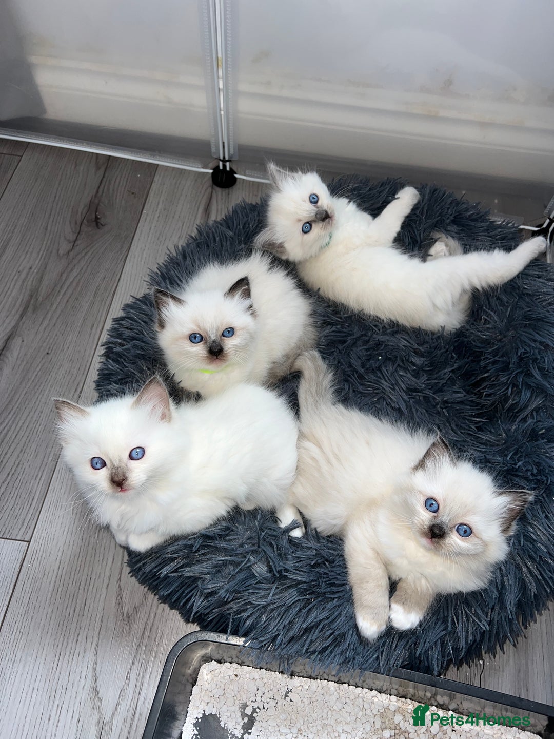 Ragdoll cats for stud: PROVEN GCCF Active Ragdoll Stud Dilute Lilac Genes in Manchester - Image 20