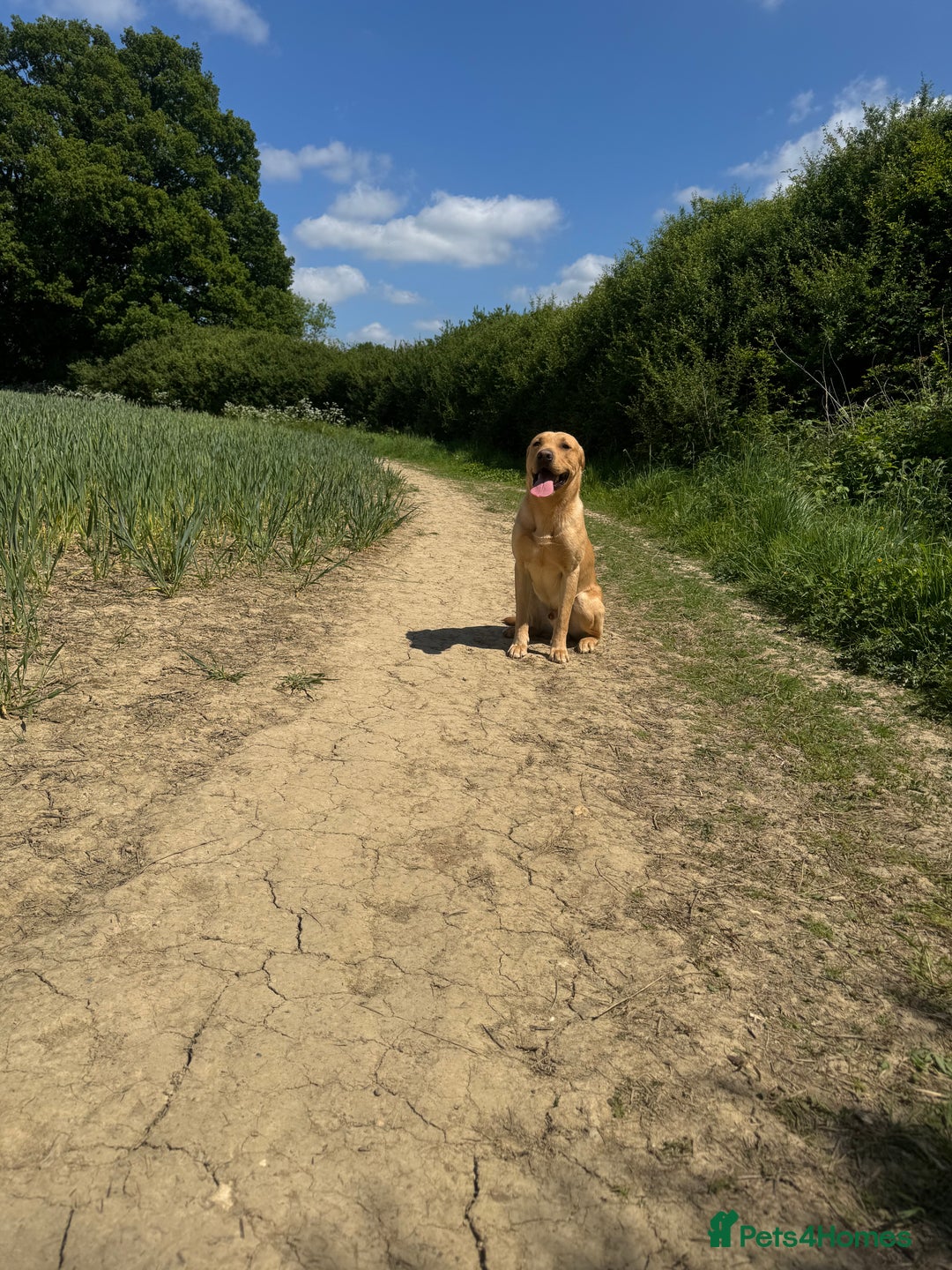 Labrador Retriever dogs for sale: 1 year old working lab  - Image 2