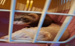 Ferret rodents for sale: 2 ferrets, 1 male albino and 1 female micro - Image 8