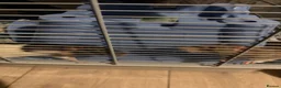 Rat rodents for sale: 4 male rats for adoption.(Cage included plus more) - Advert 10
