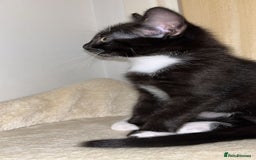 Mixed Breed cats for sale: Adorable kittens ready for loving homes! - Image 25