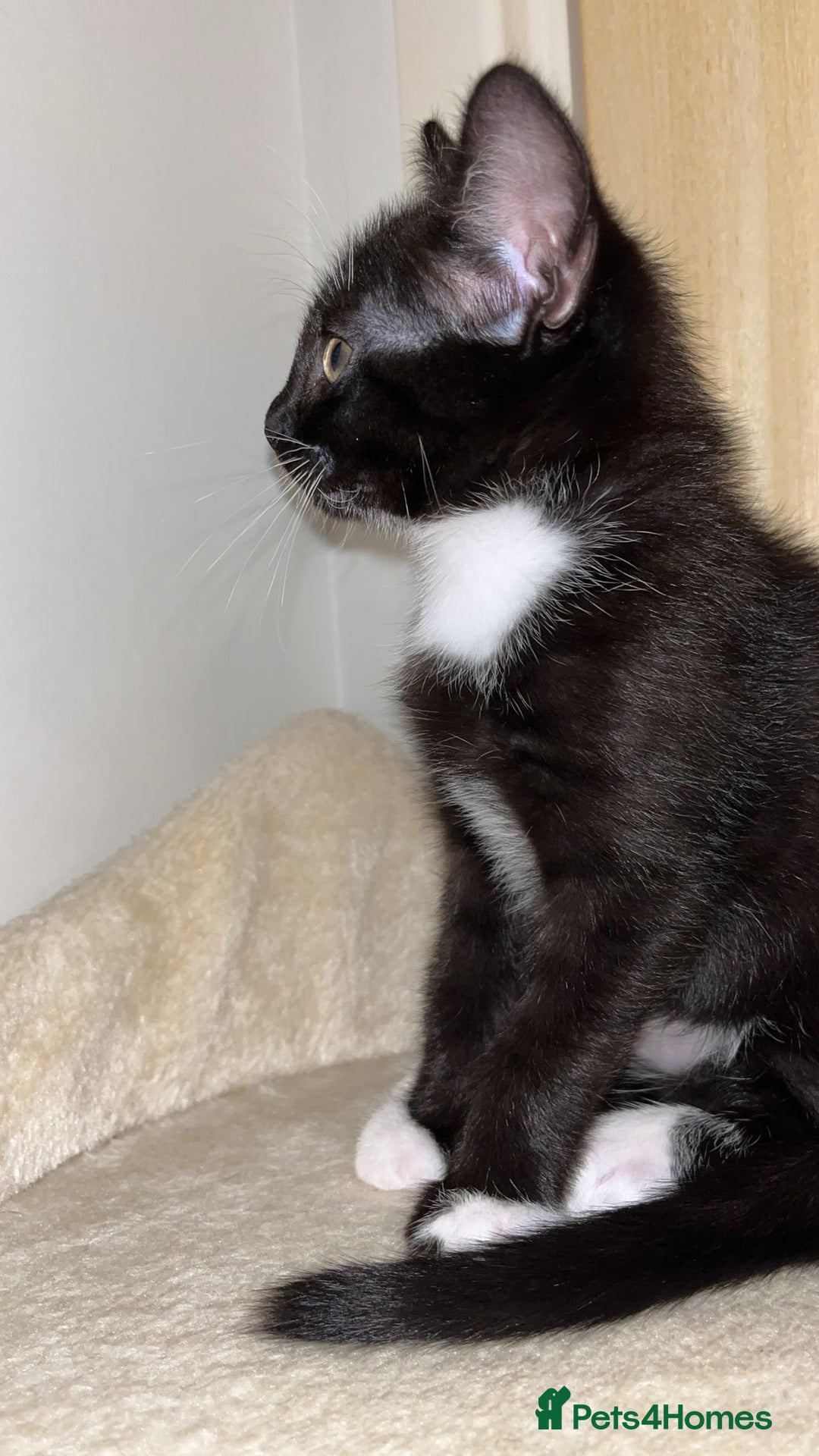 Mixed Breed cats for sale: Adorable kittens ready for loving homes! - Image 25