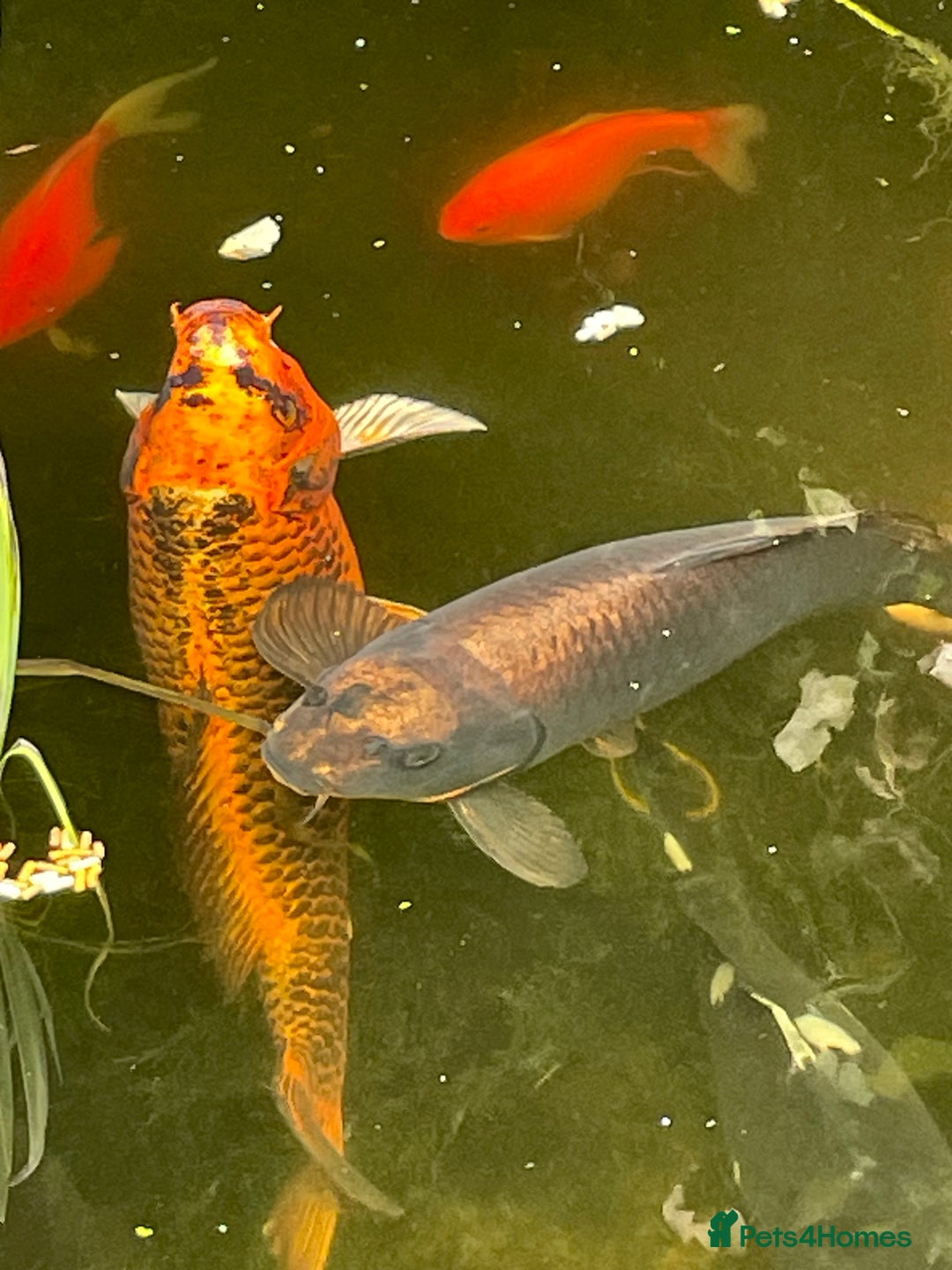 Koi Carp fish for sale: Koi Carp for Sale (rehoming due to baby and dog)  - Advert 20