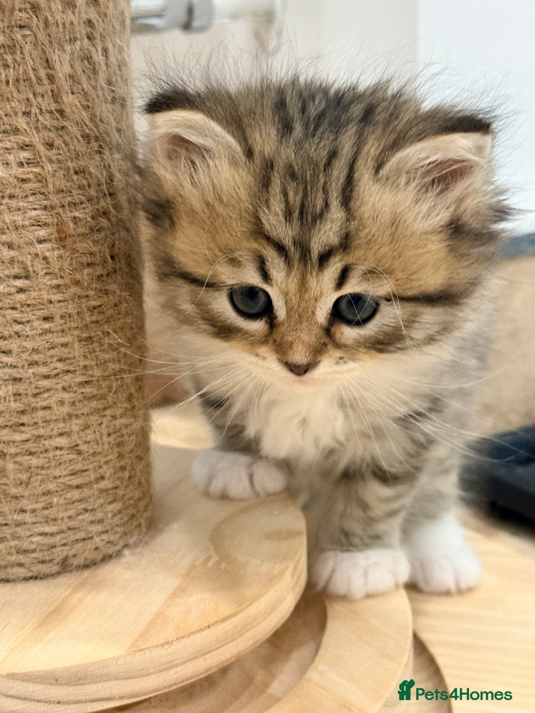 Siberian cats for sale: Pure Siberian kitten  - Image 3