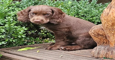 Sprocker dogs in Kidderminster - Advert 11