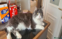 Maine Coon cats for sale: 5* Home only maine coon rehome 2 years old - Image 4