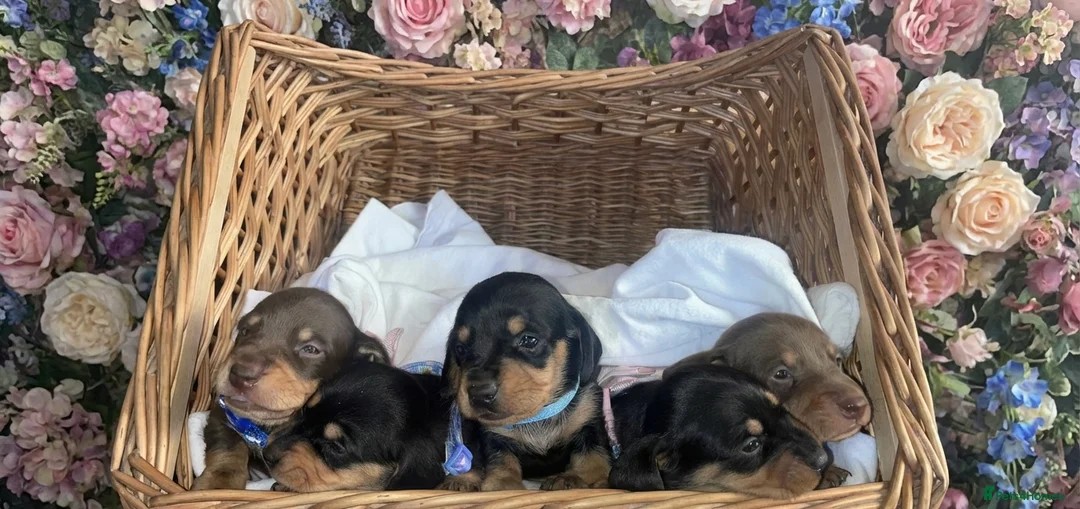 Miniature Dachshund dogs for sale: 2 boys ready to leave now .  - Advert 2