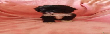Cockapoo 3