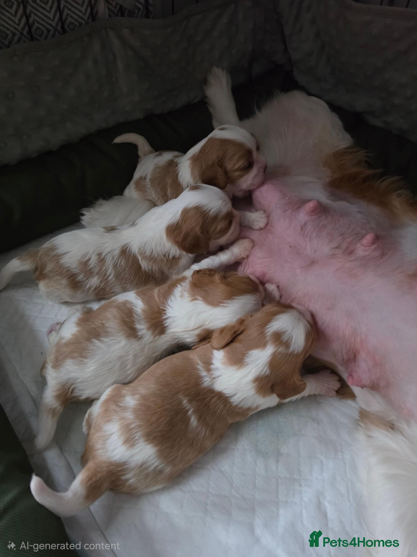 Cavalier King Charles Spaniel dogs Beautiful KC Reg Health Tested Cavalier Puppies - Advert 2