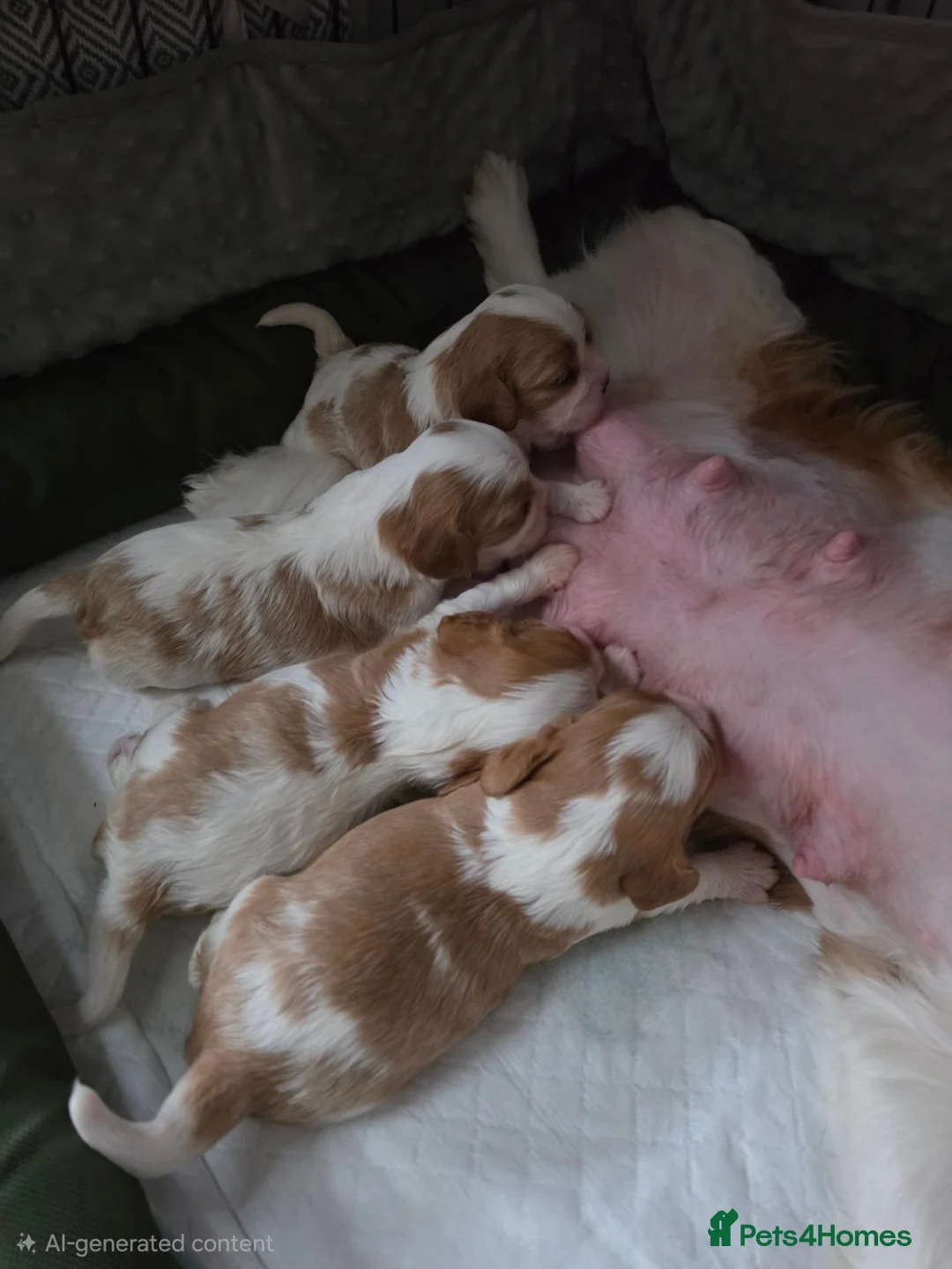 Cavalier King Charles Spaniel dogs for sale: Beautiful KC Reg Health Tested Cavalier Puppies - Advert 2