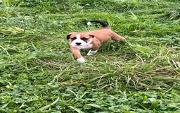 Mixed Breed dogs for sale: Staffy x Australian Kelpie  - Image 34