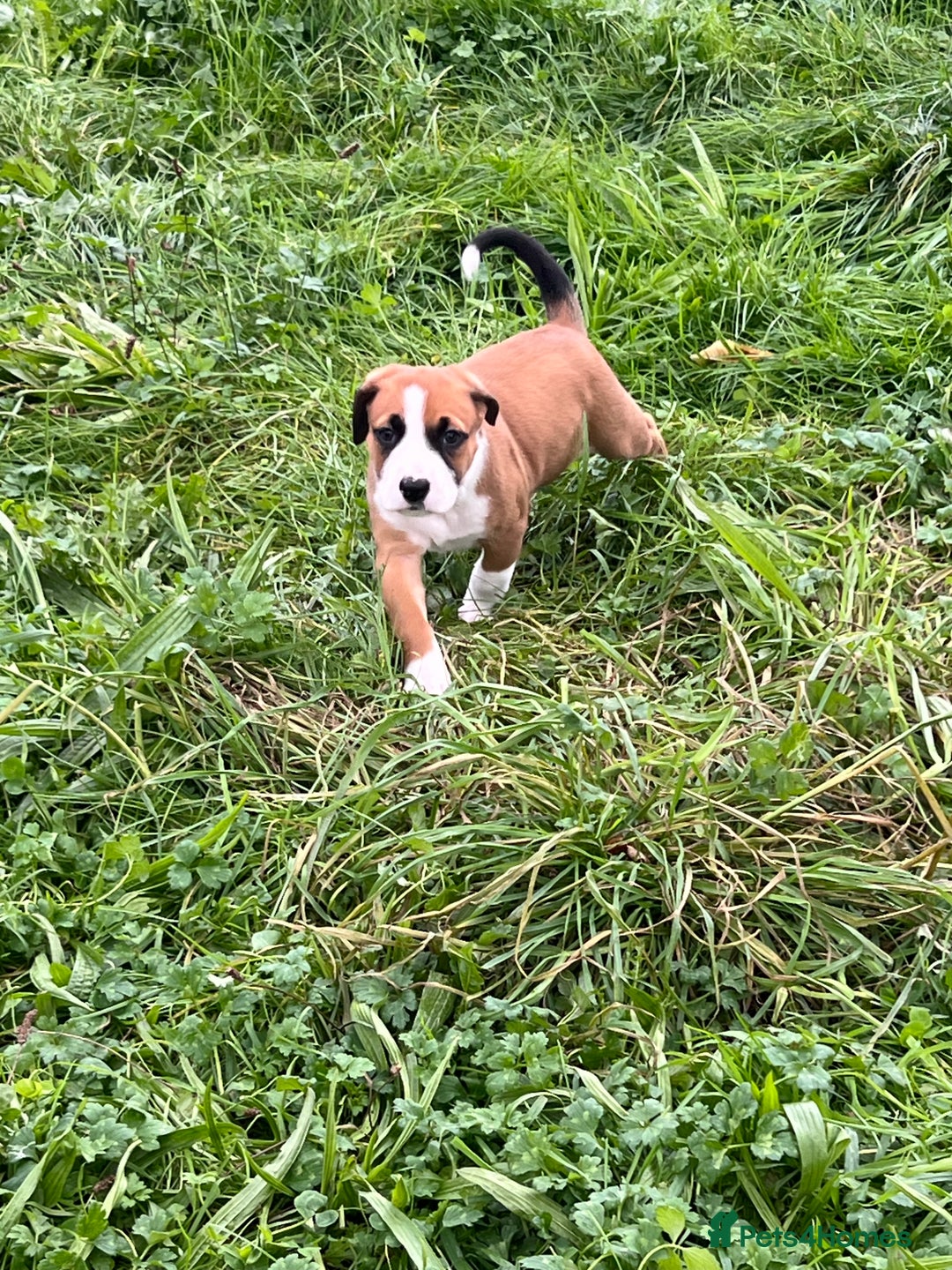 Mixed Breed dogs for sale: Staffy x Australian Kelpie  - Image 34