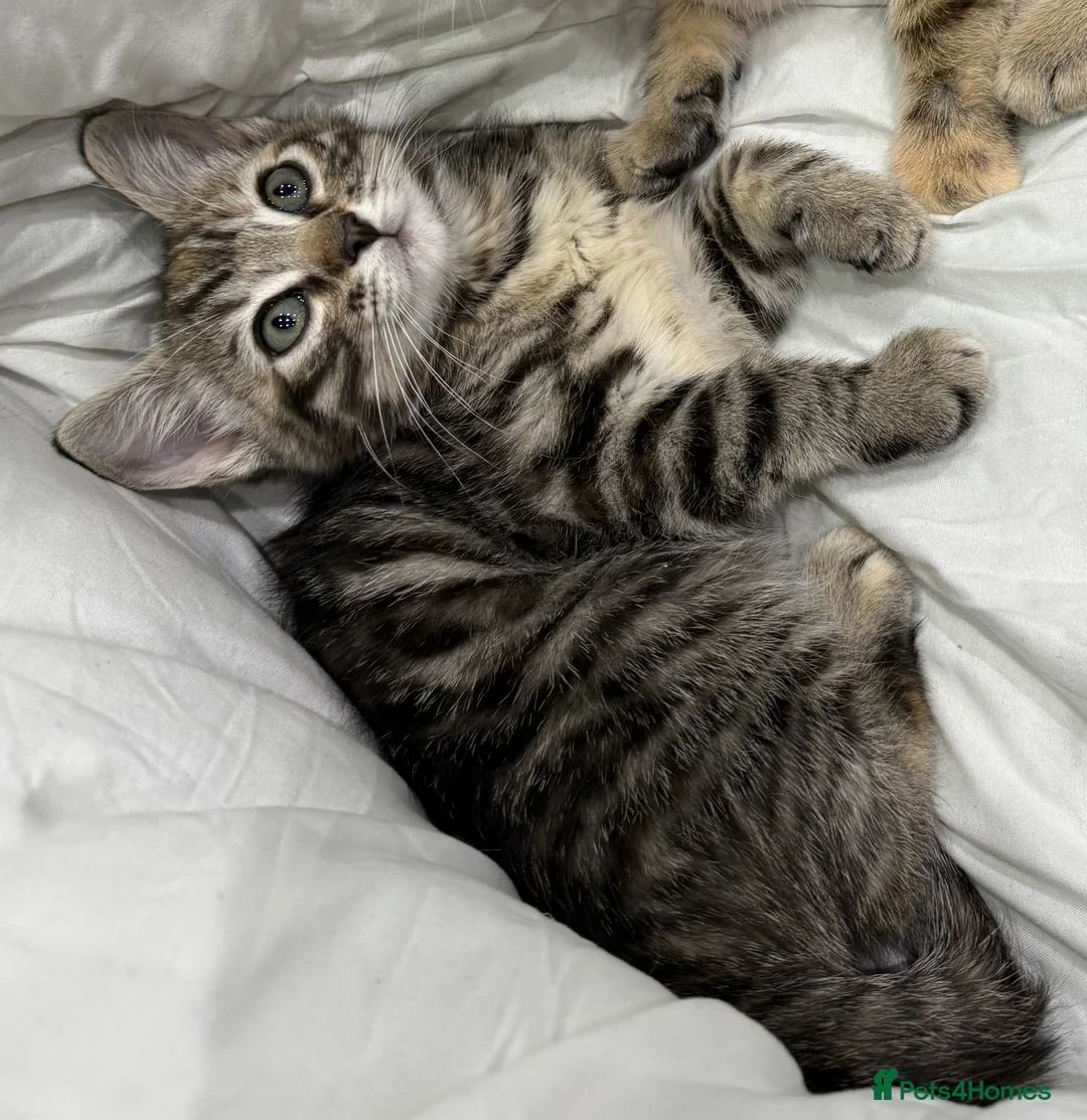 Mixed Breed cats for sale: cute tabby kittens - Advert 10