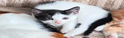 Mixed Breed cats for sale: Beutifull kittens for sale - Advert 4