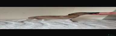 Whippet 4