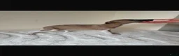Whippet dogs for sale: Beautiful KC Registered Whippet pups for sale in Whitehaven - Advert 13