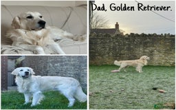 Golden Retriever dogs for sale: Golden Shepherd Puppies ready now!  - Image 4