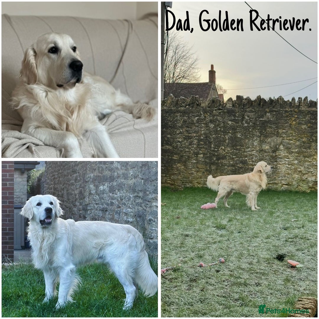 Golden Retriever dogs for sale: Golden Shepherd Puppies ready now!  - Image 4