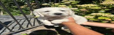 Golden Retriever 6