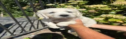 Golden Retriever dogs for sale: English cream golden retriever puppies in Rainham - Advert 2