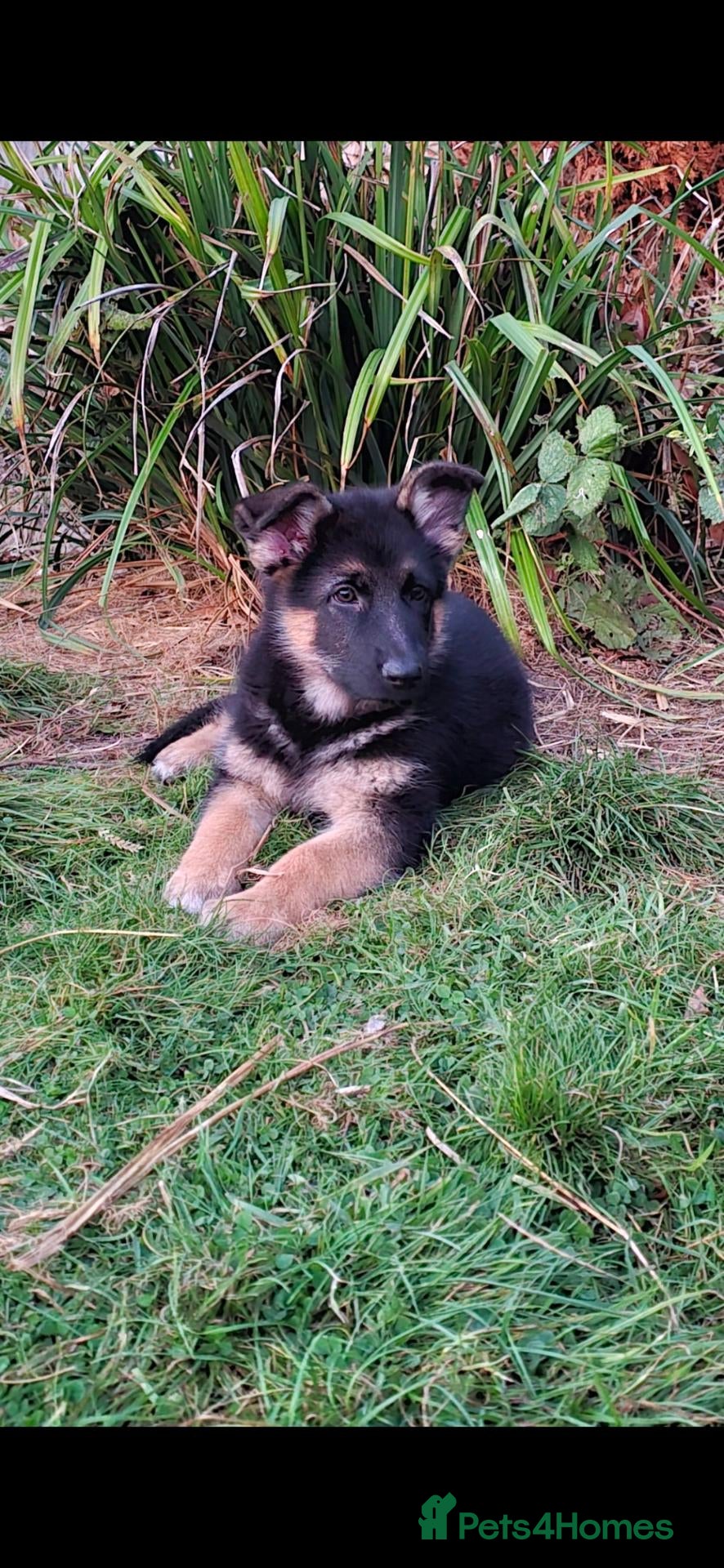 German Shepherd dogs  BEAUTIFUL GERMAN SHEPHERD puppy (1girl) - Advert 1