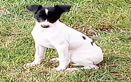 Italian Greyhound dogs for sale: Italian greyhound  - Image 1