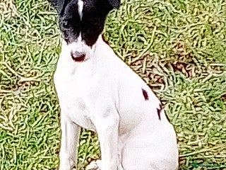 Italian Greyhound dogs - Advert 2