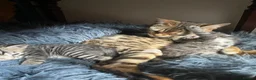 Bengal cats for sale: ❤️WE ARE SO FRIENDLY BEAUTIFUL CUDDLES ❤️ - Advert 1