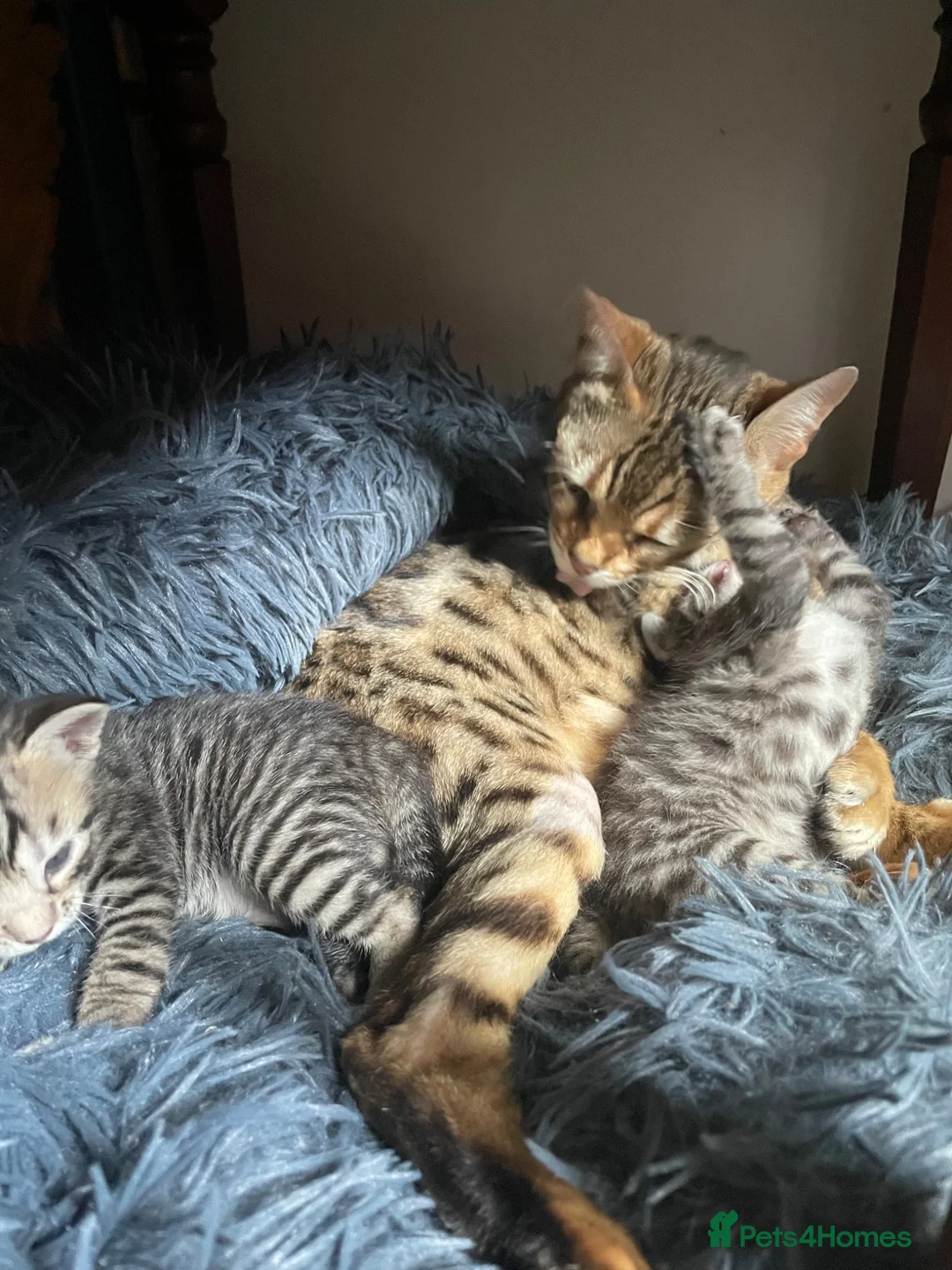 Bengal cats for sale: ❤️WE ARE SO FRIENDLY BEAUTIFUL CUDDLES ❤️ - Advert 1