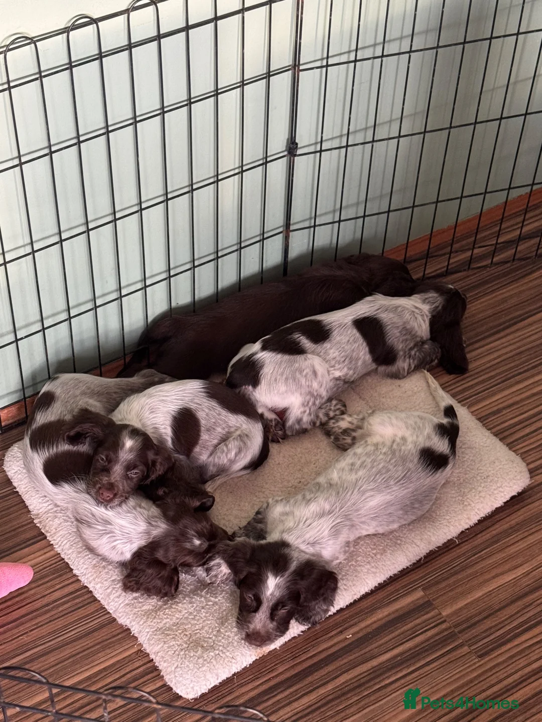 Cocker Spaniel dogs for sale: 2 Remaining Male Cocker Spaniel Pups - Advert 2
