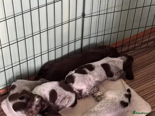 Cocker Spaniel dogs Cocker Spaniel Pups needing a home by Friday 31st - Advert 15