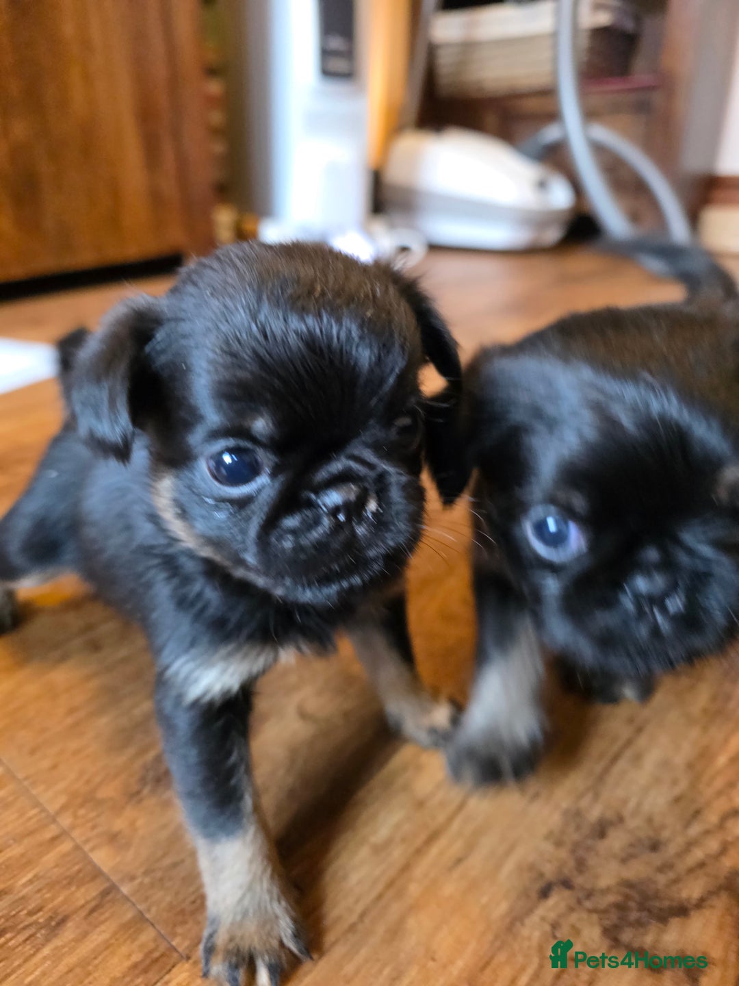 Griffon Bruxellois dogs for sale: KC Registered Rough Brussels Griffon  - Advert 28
