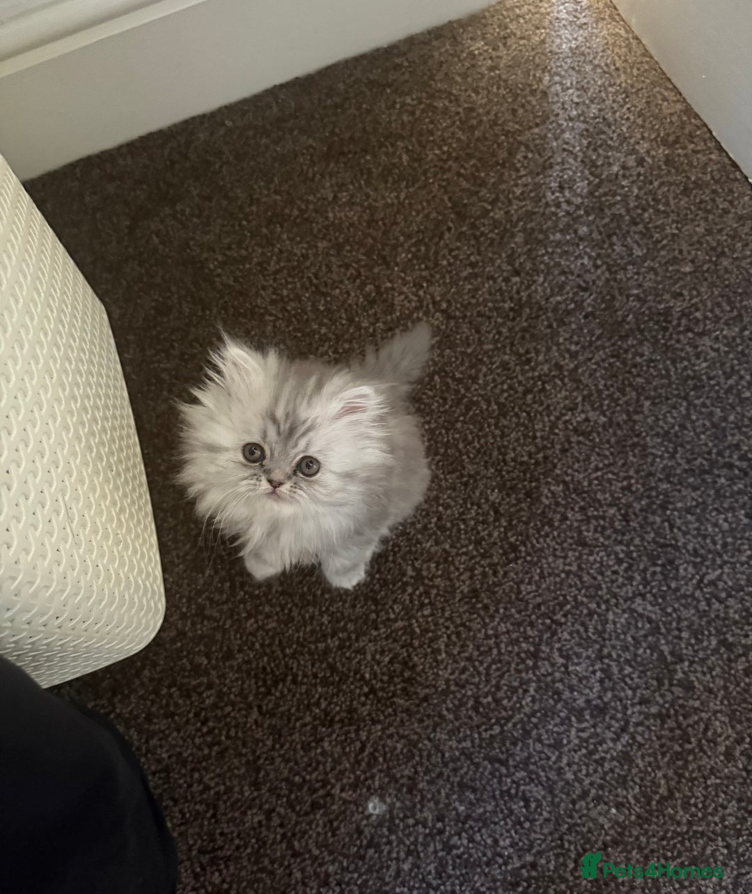 Persian cats for sale: Blue persian kitten  - Advert 2
