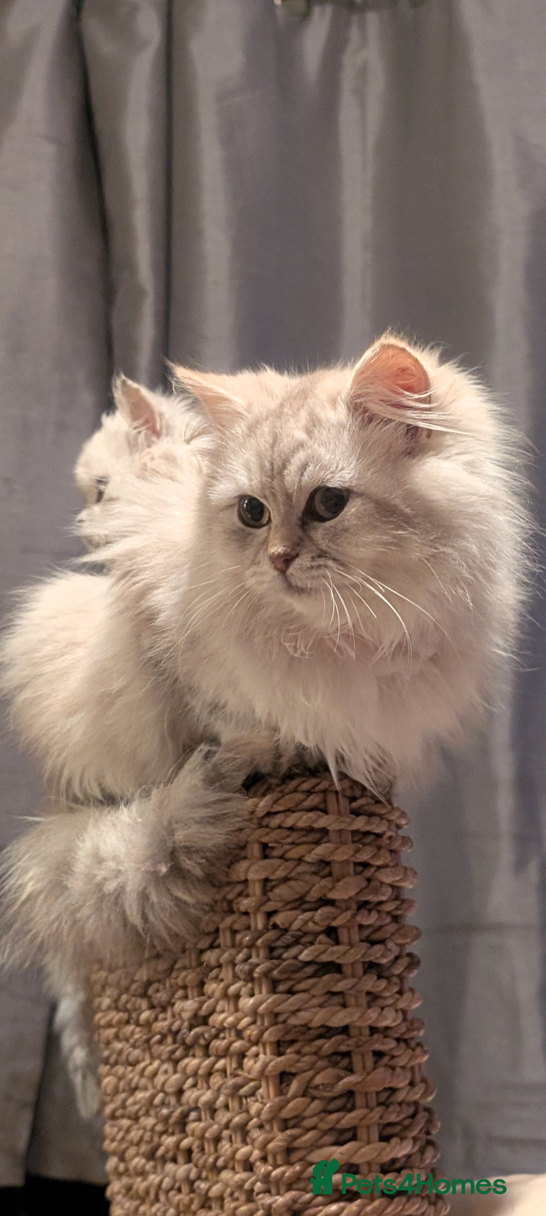 Perdoll cats for sale: Gorgeous rare Ragdolls cross Persians❤️ - Advert 6