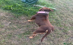 American Bully dogs for sale: ABCK pocket bully - Image 3