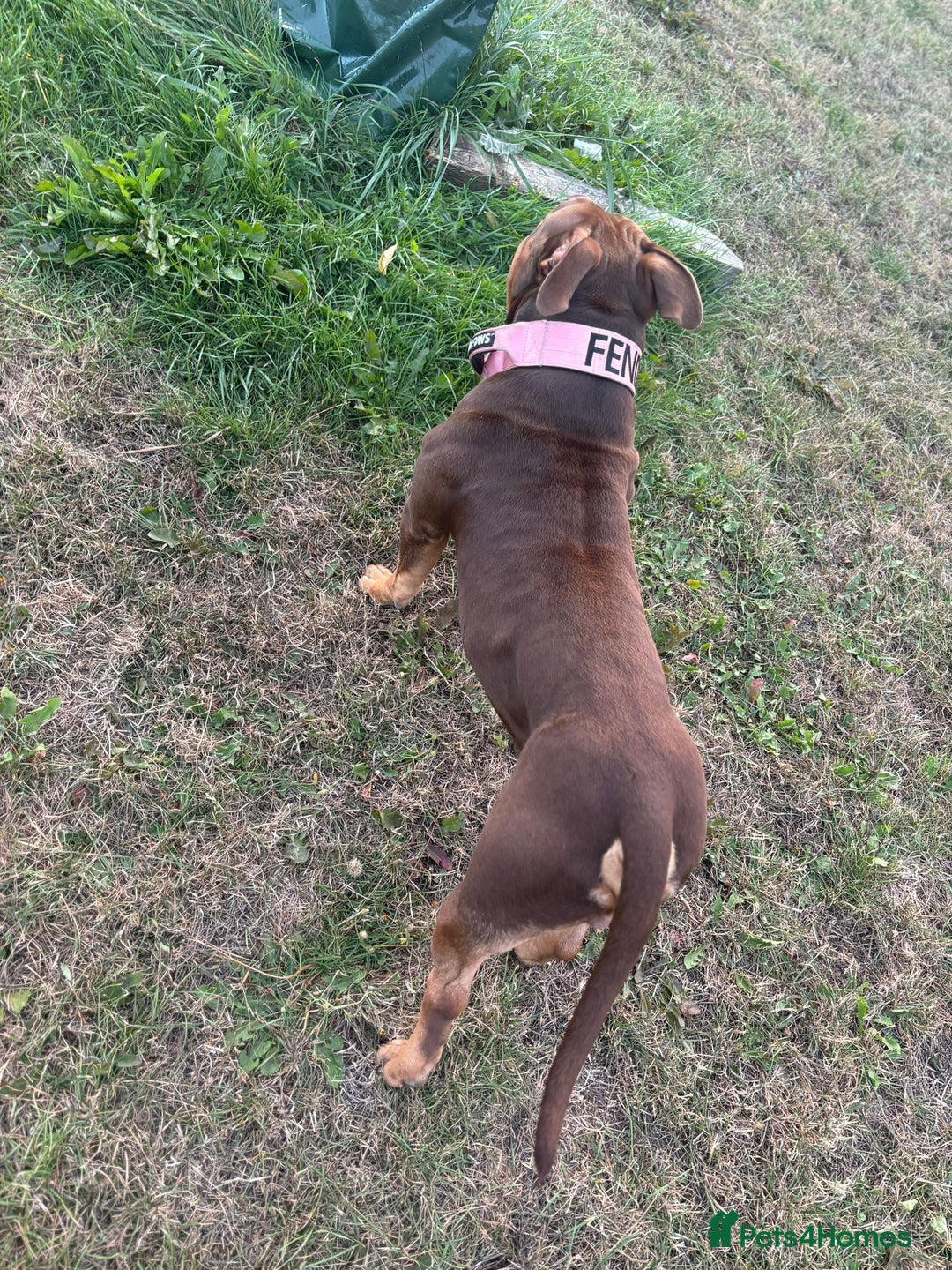 American Bully dogs for sale: ABCK pocket bully - Image 3