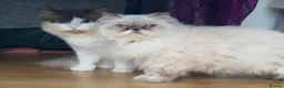 Ragdoll cats for sale: 2 Stunning Ragdoll x Persian available now ❤️ - Advert 11