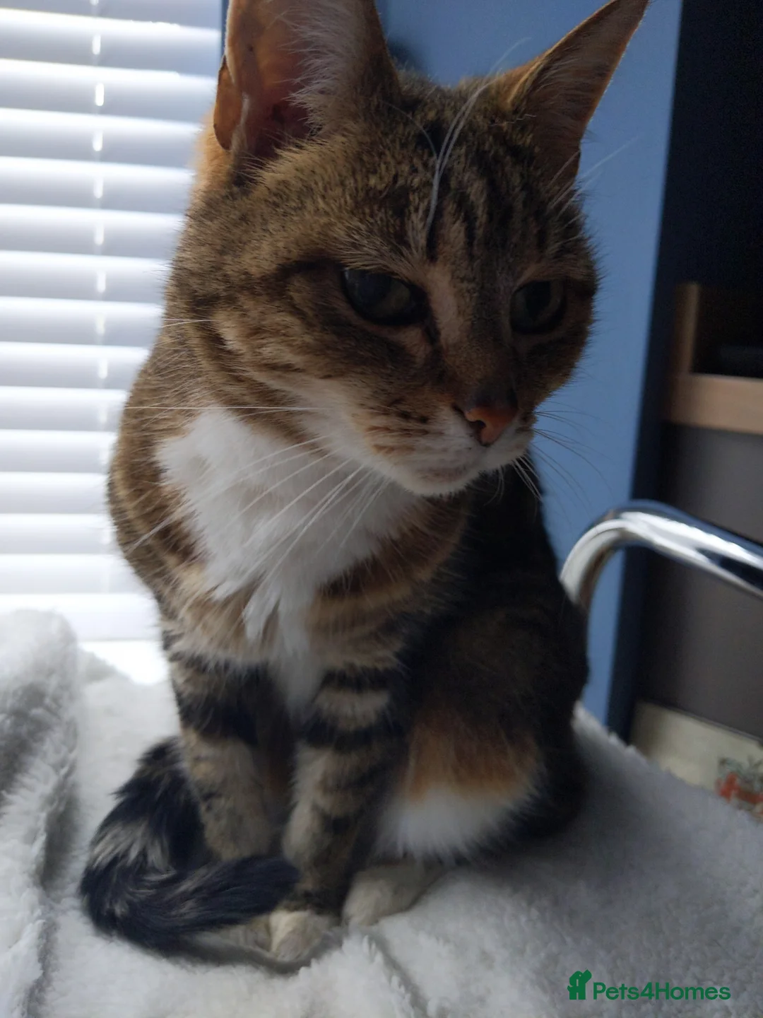 Domestic Shorthair cats for stud: Pickle  in Sale - Advert 2