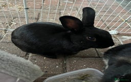 Lionhead rabbits for sale: Coco & Binky Neutered & Fully Bonded Rabbits - Image 4